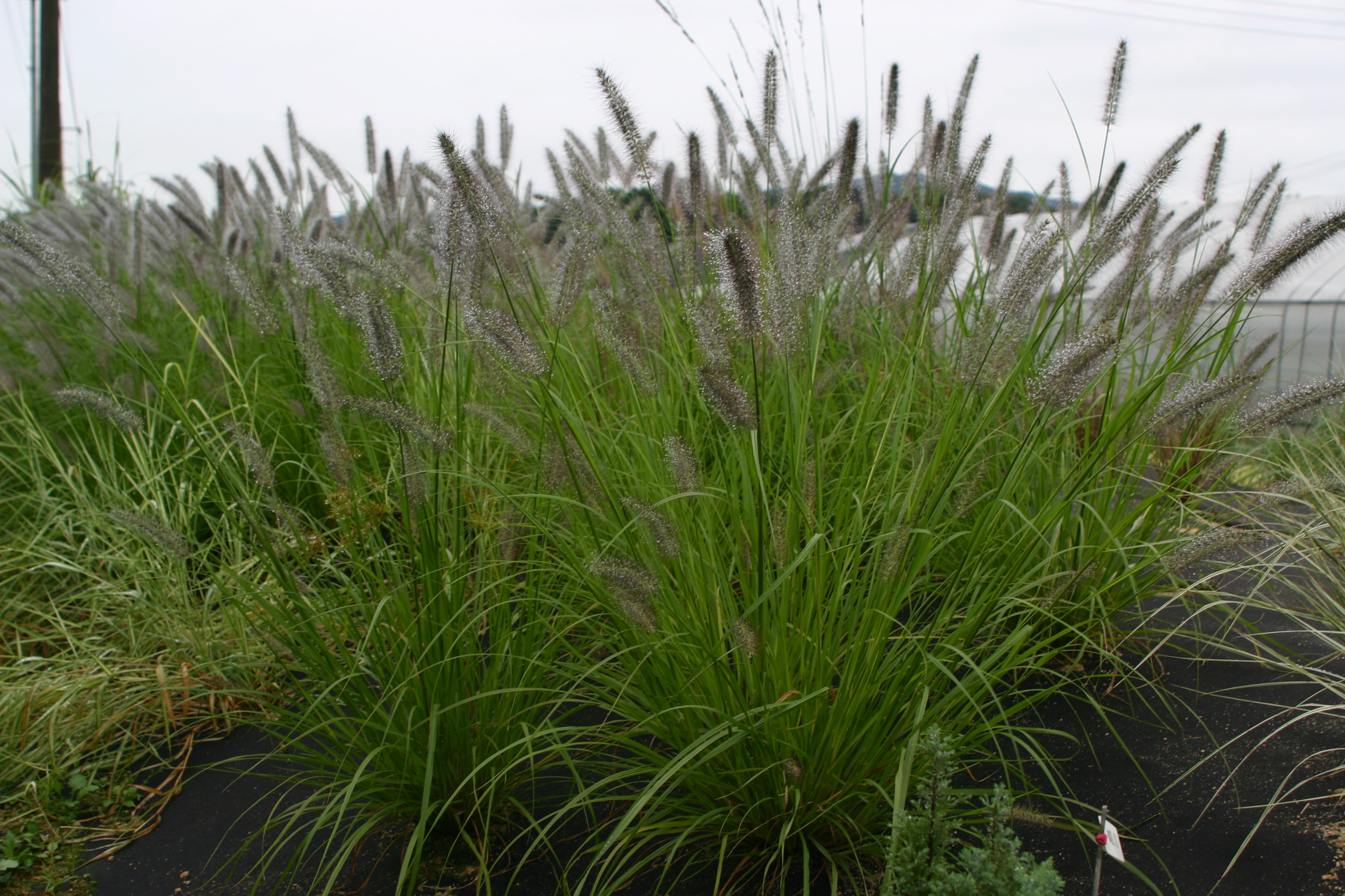 Pennisetum alopecuroide